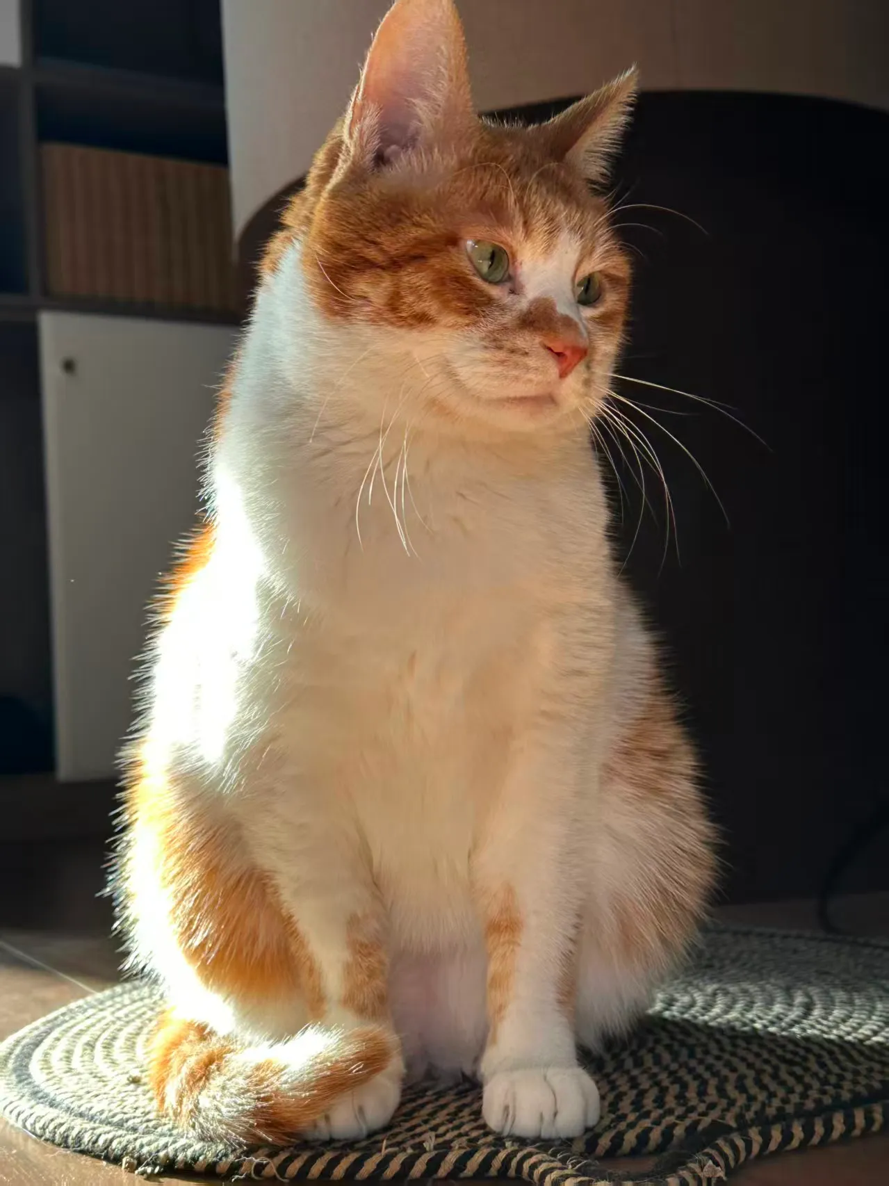 雕猫