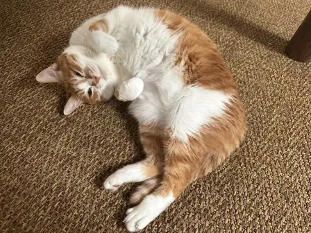 雕猫 - hover