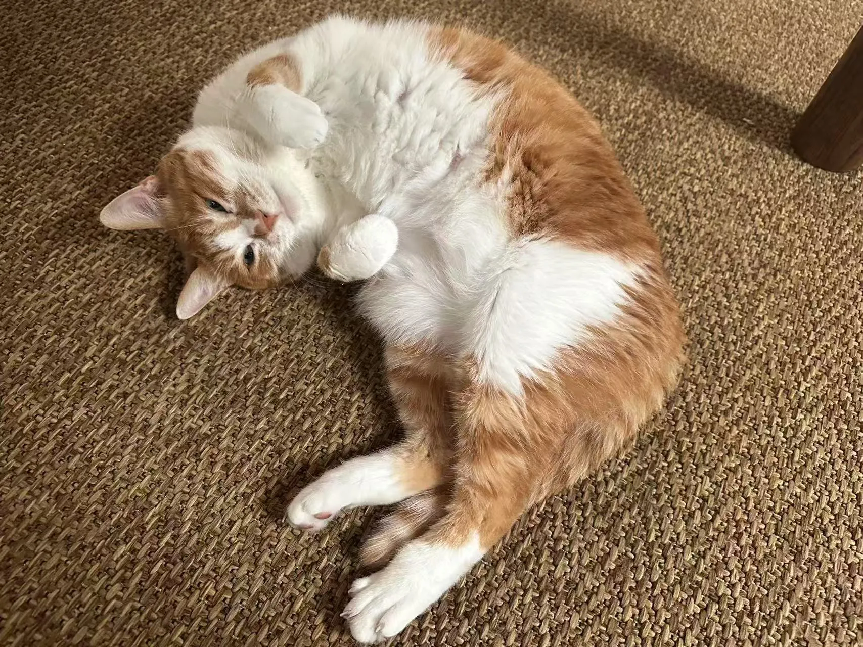 雕猫